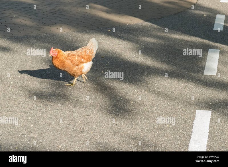 Learn about chicken road españa